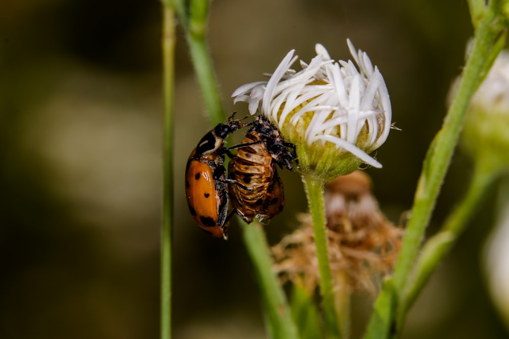 Escarabajo marrón y negro sobre flor blanca