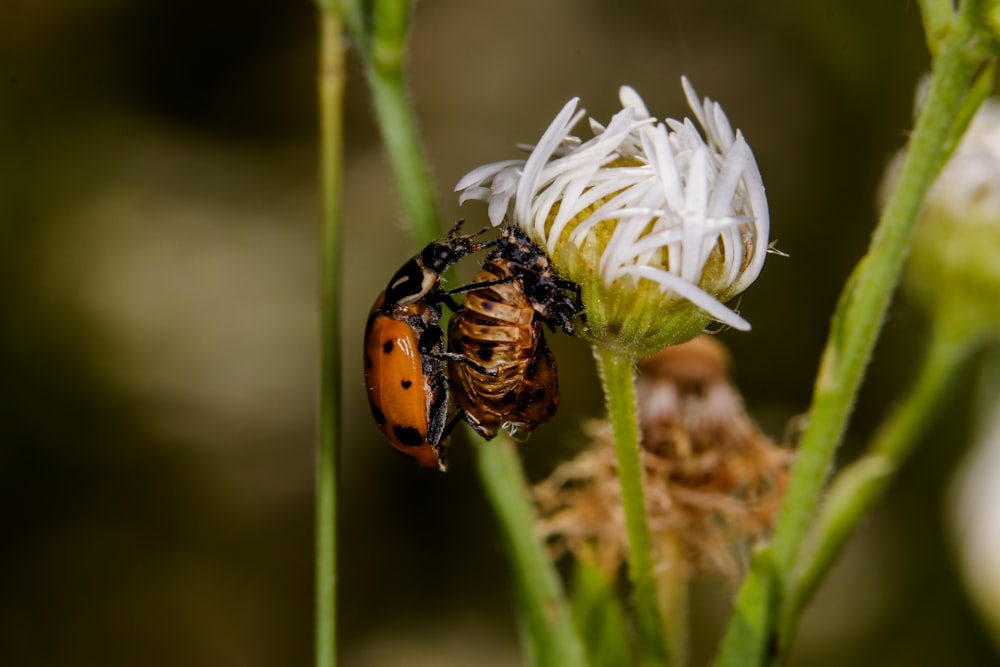 brown and black beetle on white flower