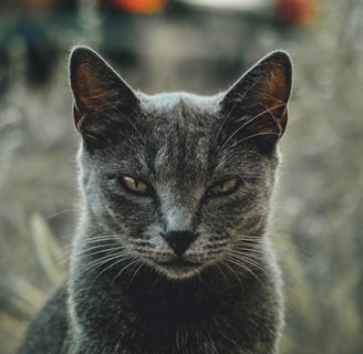 angry gray cat