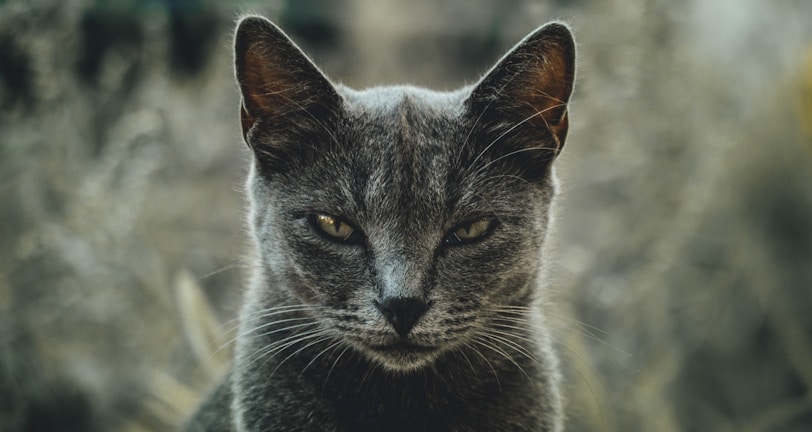 angry gray cat