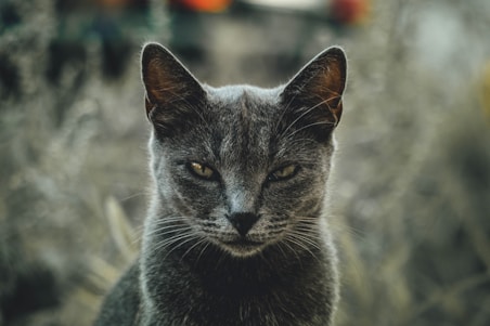 shallow focus photography of gray cat