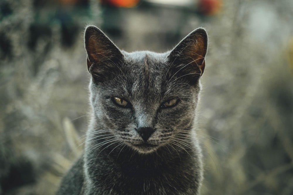 회색 고양이의 얕은 초점 사진