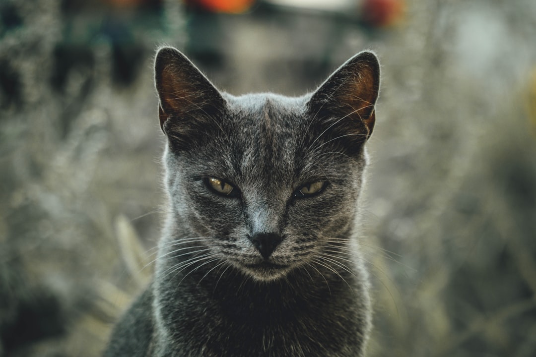 shallow focus photography of gray cat