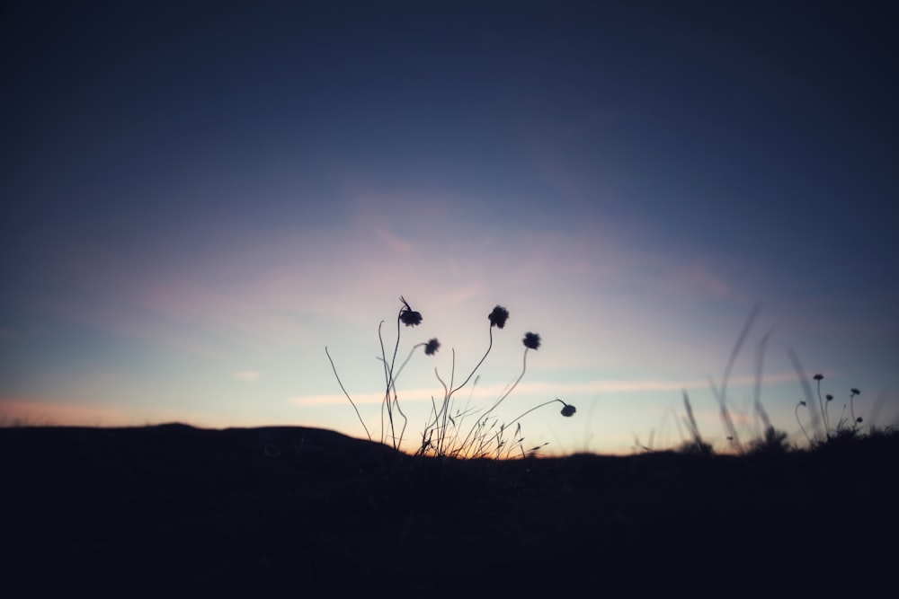 plants during golden hour