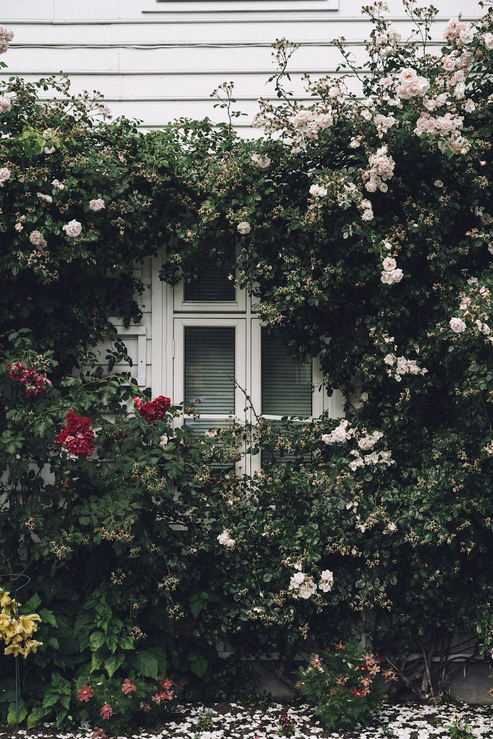 꽃으로 가득 찬 흰색 페인트 목조 주택