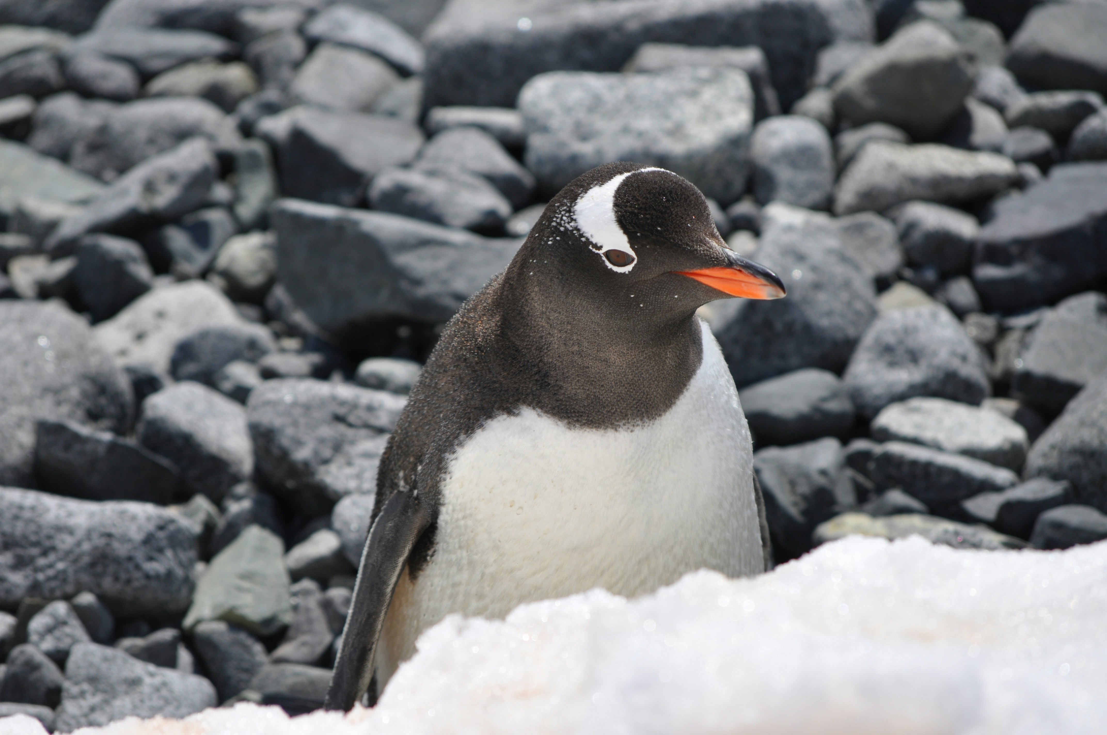 I shot this penguin on my vacation in the Artartic Pole; he was taking a sunbath.