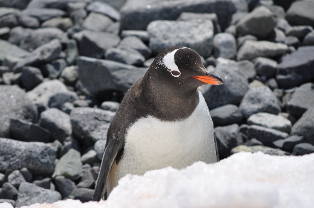 Penguin in front of snow