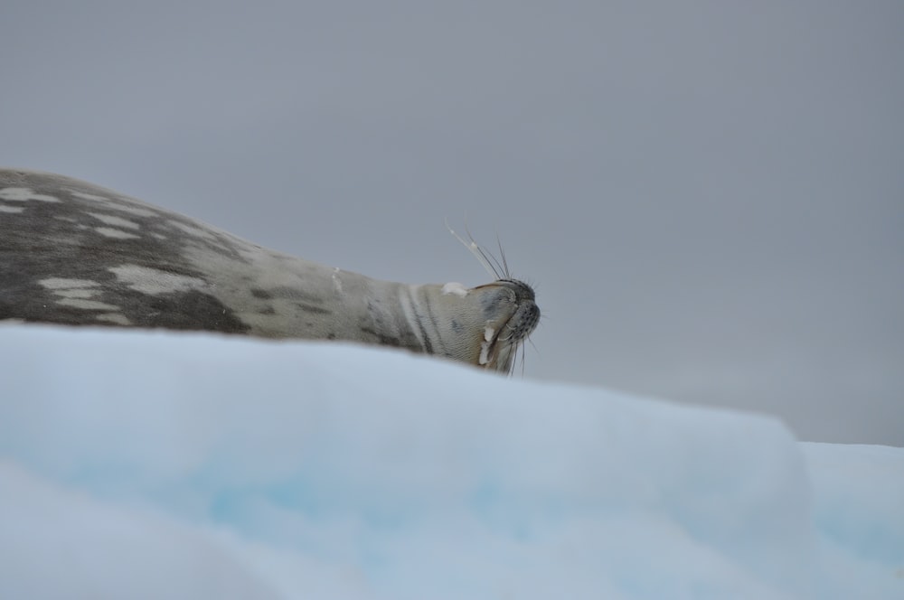 gray and white animal on snow