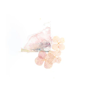 Soft watercolor petals in shades of blush and cream blending into a botanical background.