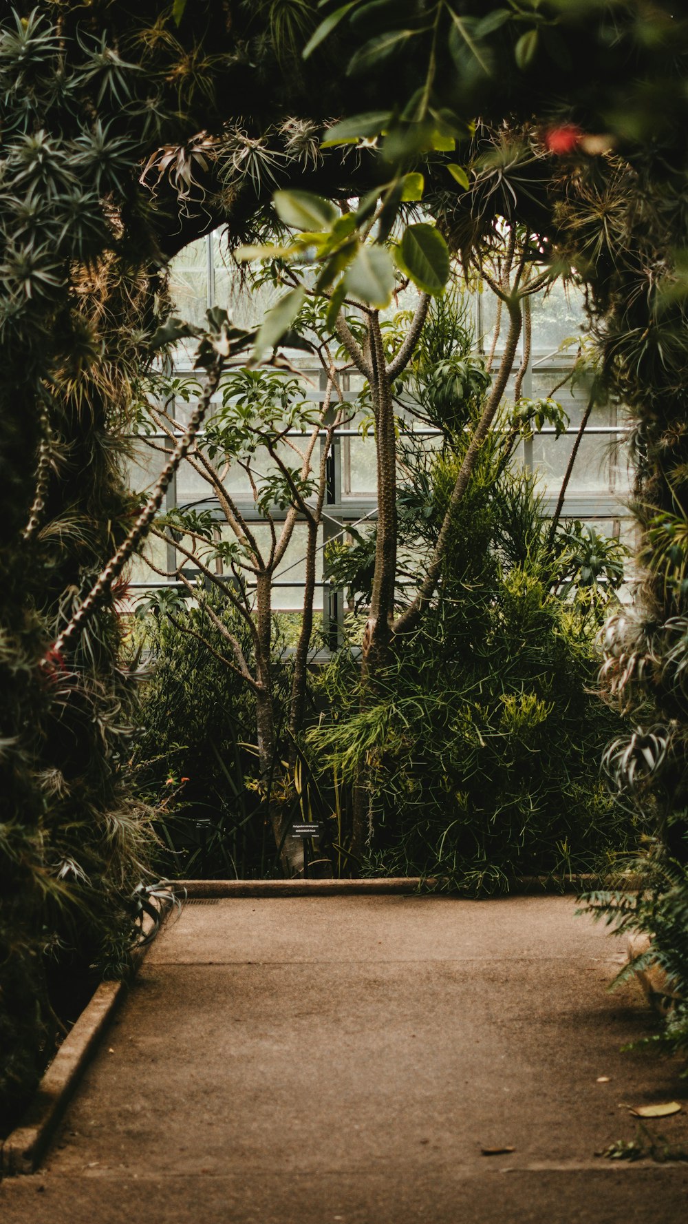 green trees on walkway