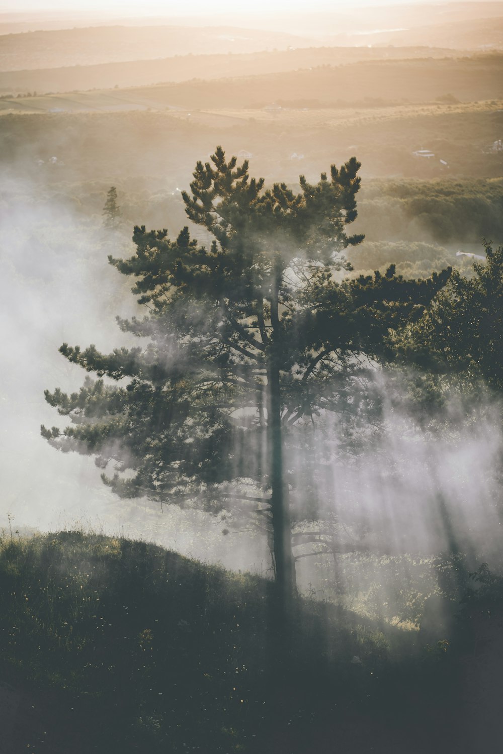 long exposure photography of tree with fog