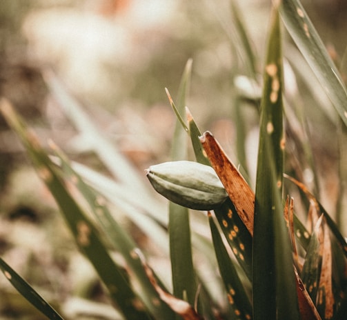 selective focus photography of green grass