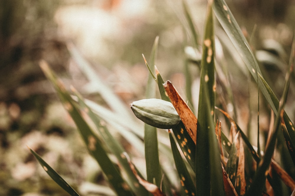 Selektive Fokusfotografie von grünem Gras