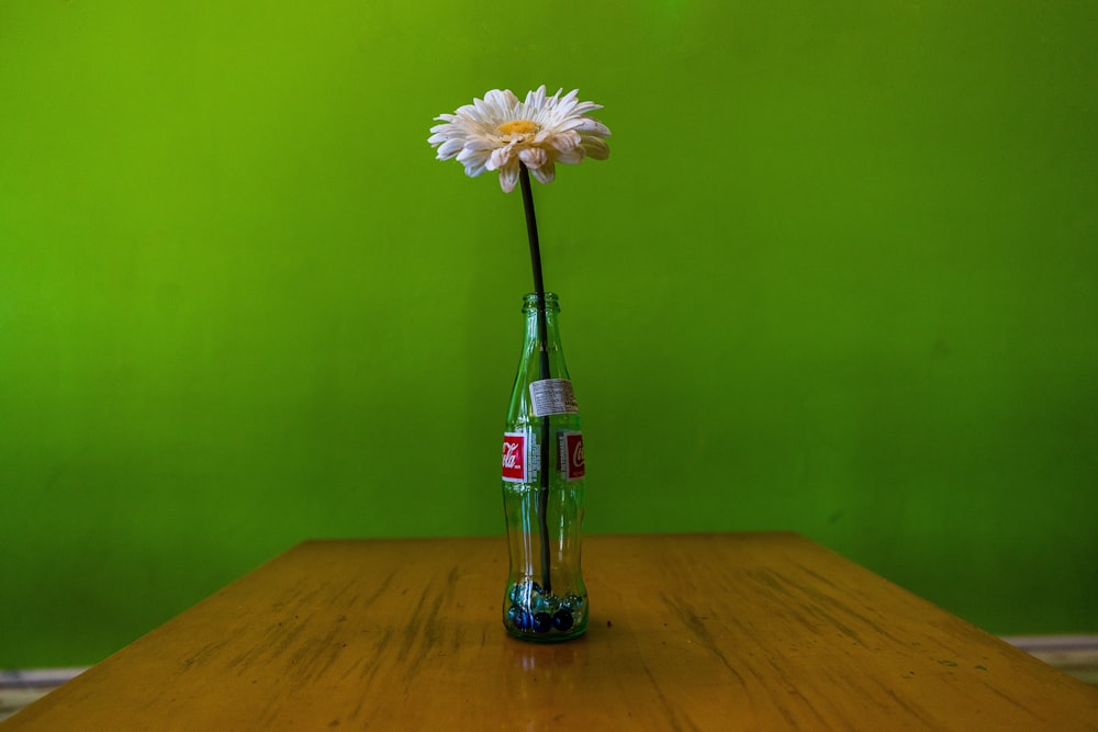 white daisy flower on Coca-Cola bottle