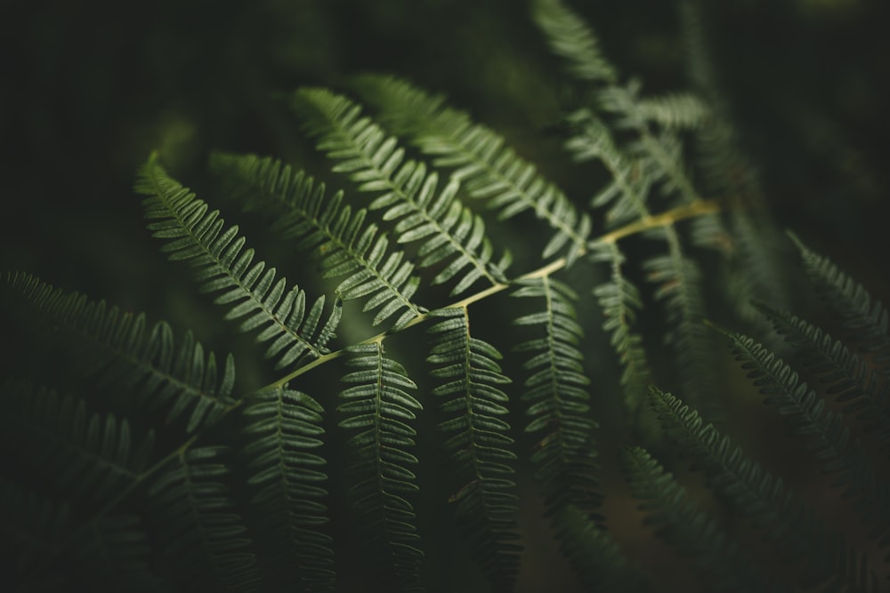 green fern plant surrounded by darkness