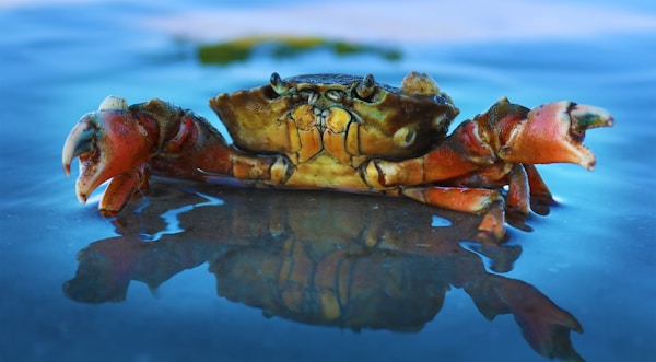 Orange crab on body of water