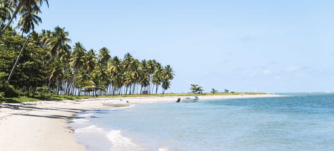 beach surrounded by trees