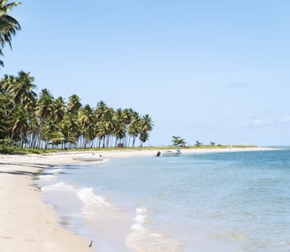 beach surrounded by trees