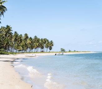 beach surrounded by trees