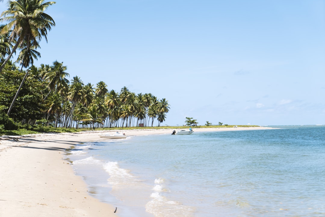 beach surrounded by trees,