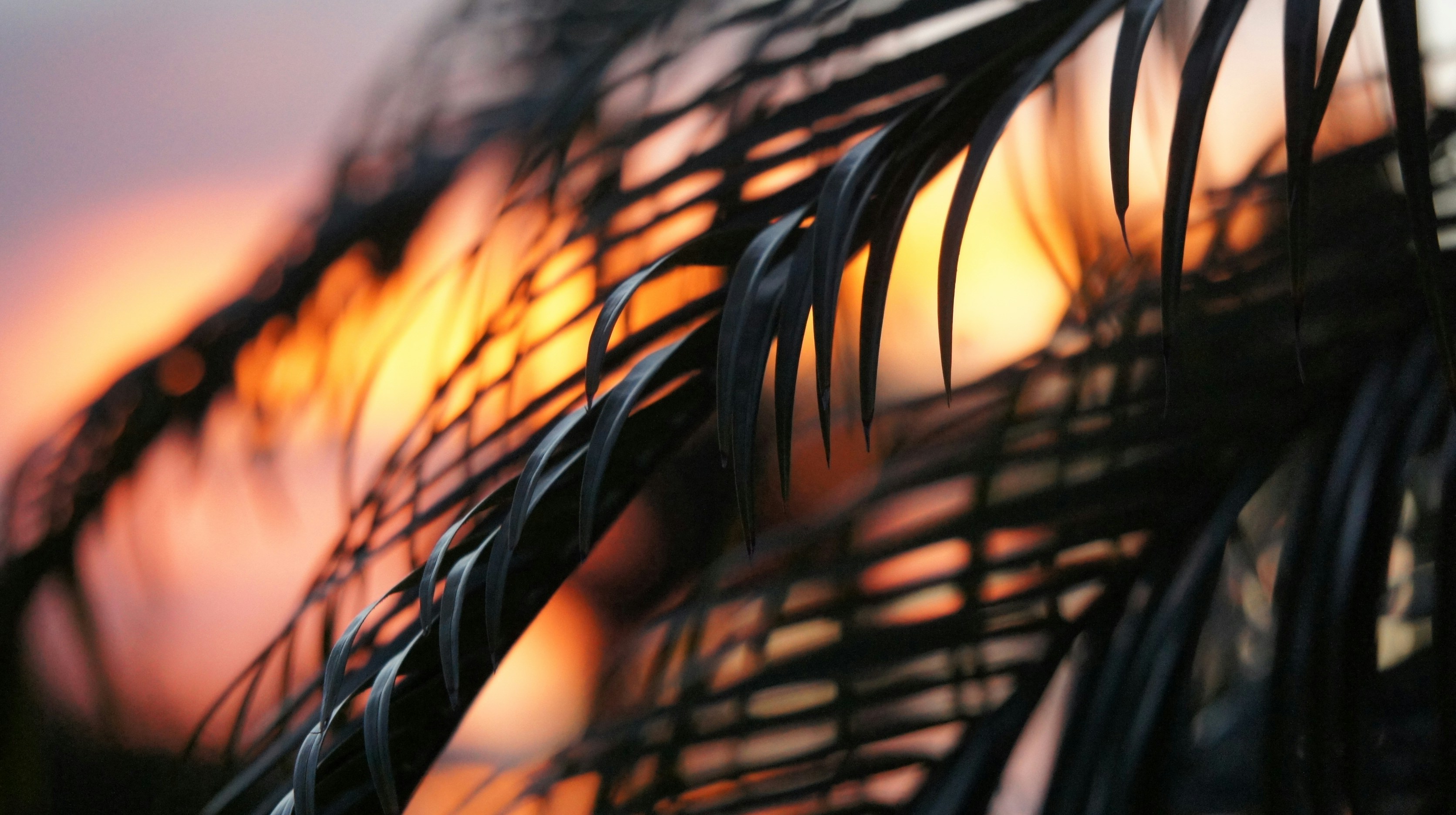 palm trees under golden hour leafe teams background