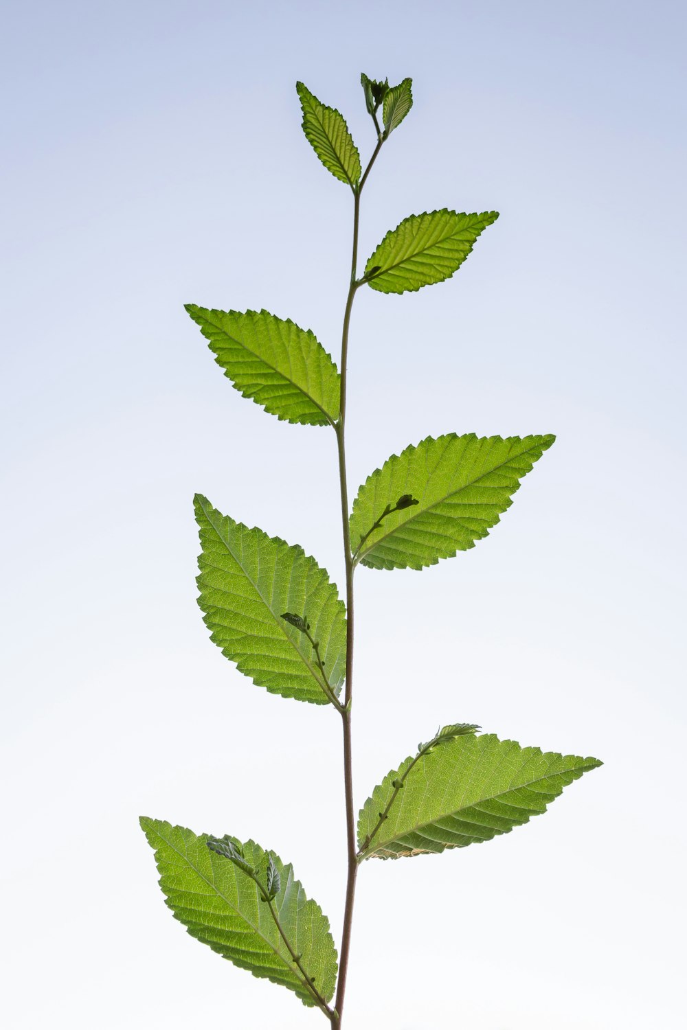 green leafed plant