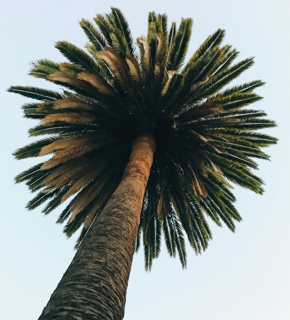 worm eye photography of palm tree