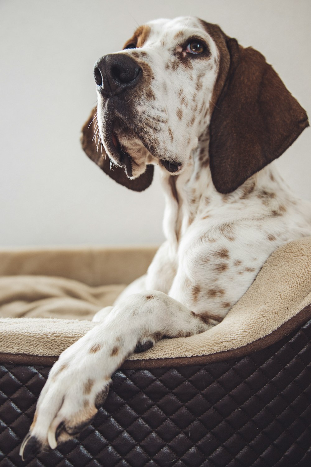 white and brown dog sitting on gray and black couch