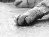 A close-up of a furry animal paw resting on a textured surface. The image is in black and white, highlighting the soft texture of the fur and the subtle details on the ground.