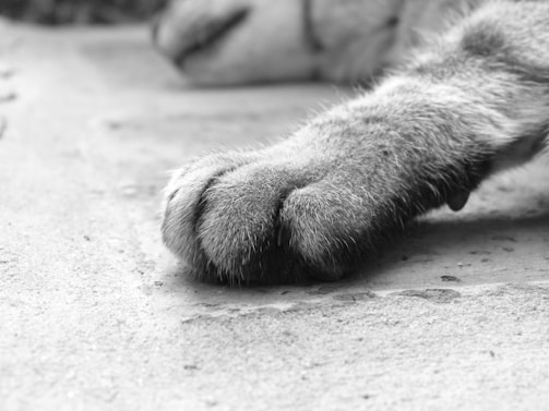 A close-up of a furry animal paw resting on a textured surface. The image is in black and white, highlighting the soft texture of the fur and the subtle details on the ground.