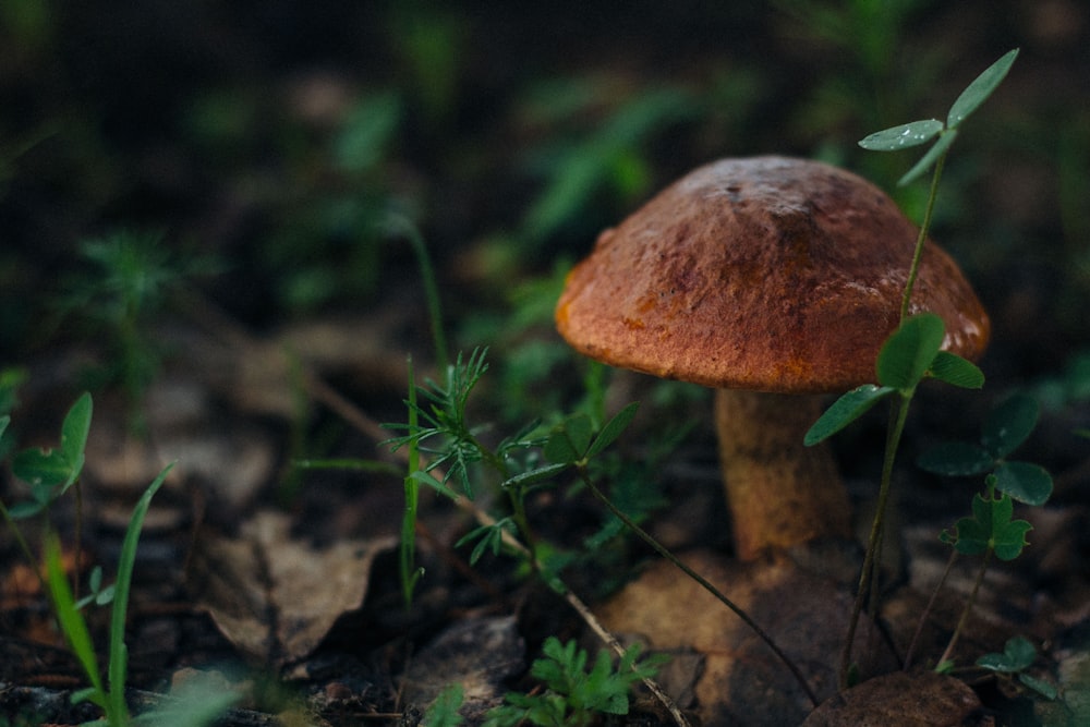 brown mushroom surrounded by plants