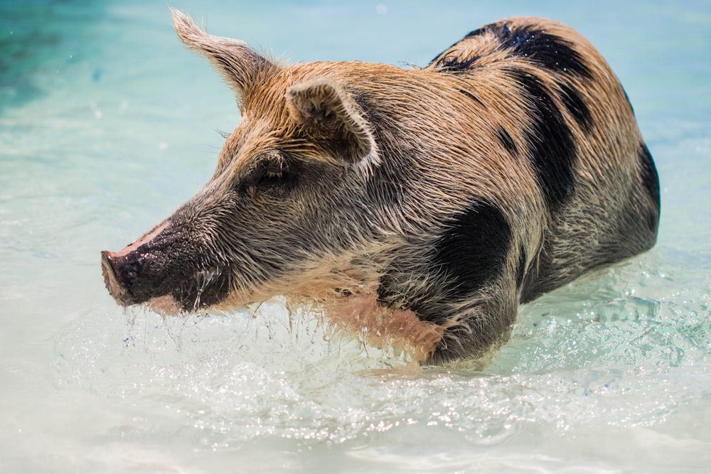 brown and black pig in body of water