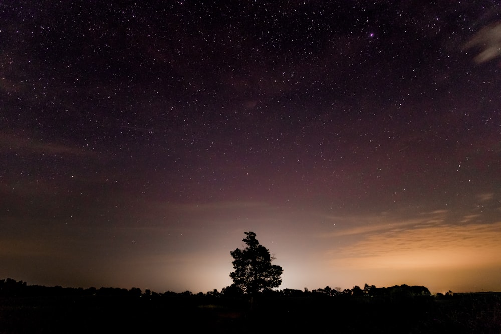 Fotografía de silueta de árbol