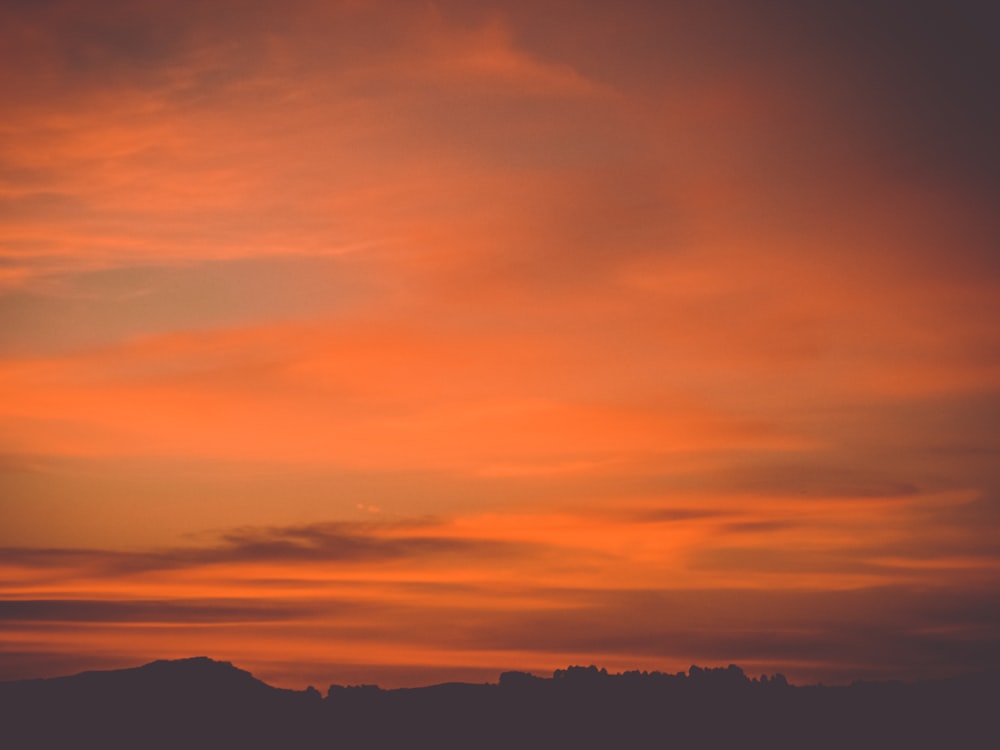 silhouette of tree during golden hour