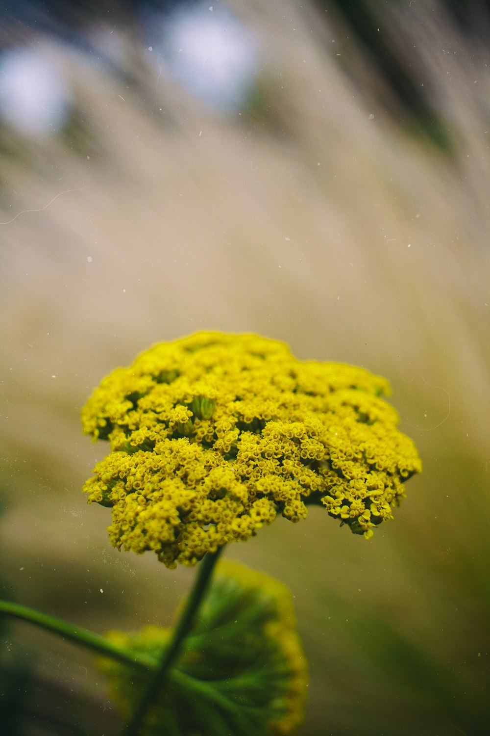 shallow focus photography of yellow flower