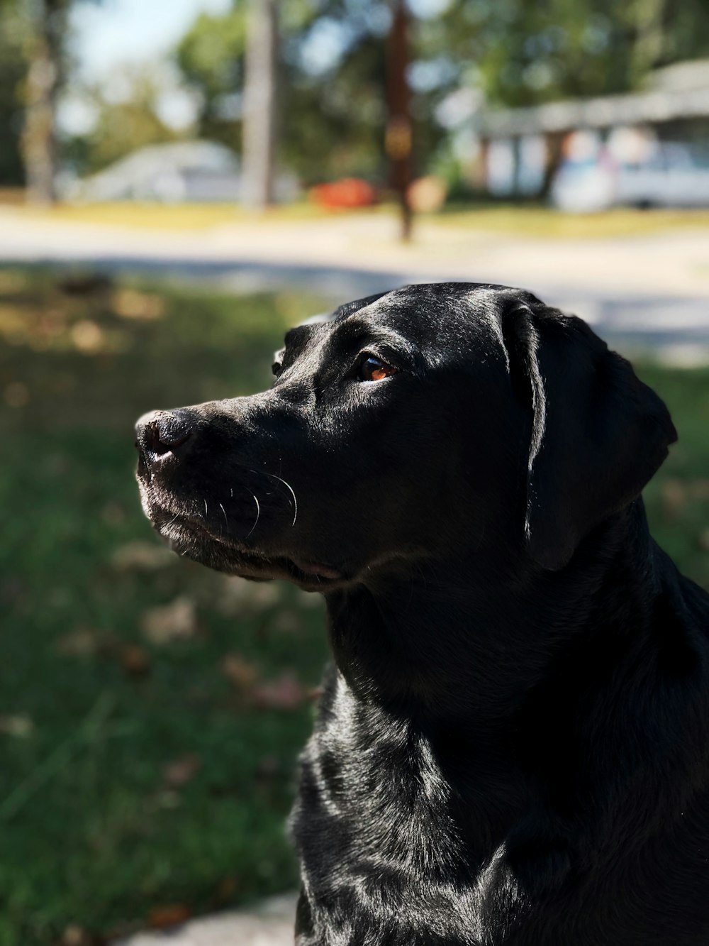 black Labrador retriever sitting outdoor