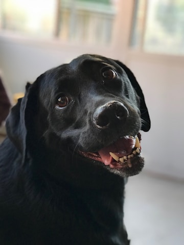 Close-up of a black Labrador’s gleaming eyes full of warmth and curiosity.