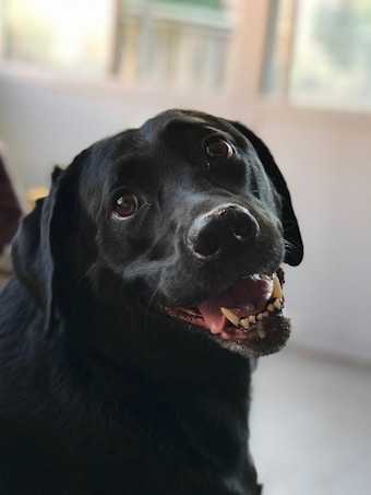 A close-up of a black Labrador Retriever with shiny fur and a friendly expression. The dog's head is slightly tilted to the side, showing its teeth and pink tongue. The background is softly blurred, emphasizing the dog's warm, expressive eyes.