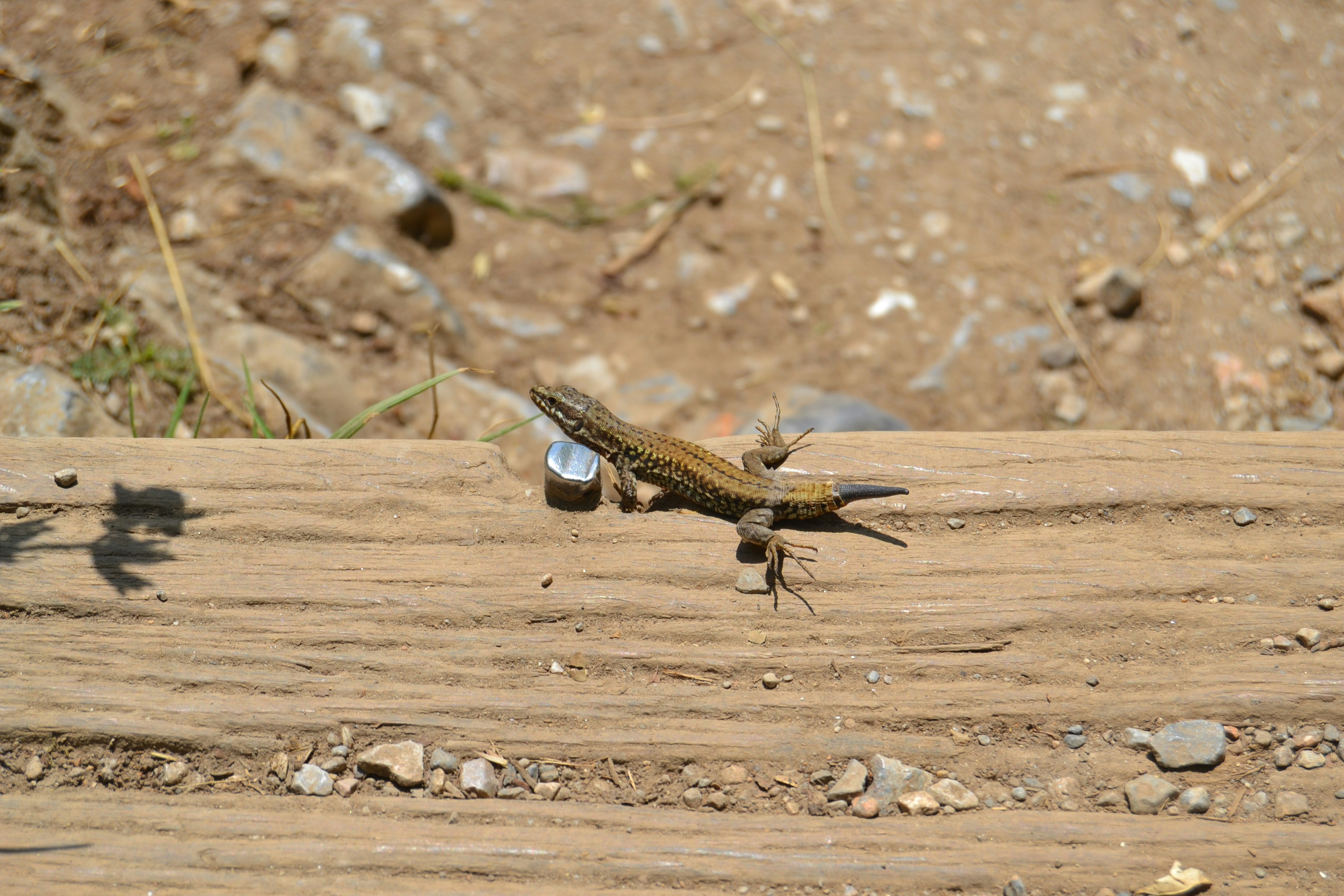 A lizard in the summer sun. Photo taken on July 30, 2016 in Montségur ariège in France.