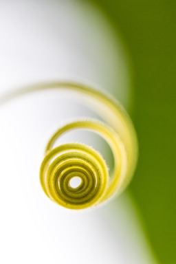 golden ratio for photo composition,how to photograph micro photography of plant stem