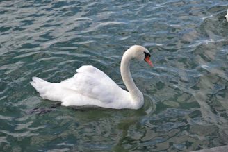 A serene swan gliding gracefully across calm water, embodying trust and tranquility.