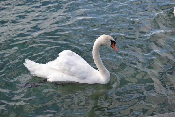 A serene swan gliding gracefully across calm water, embodying trust and tranquility.