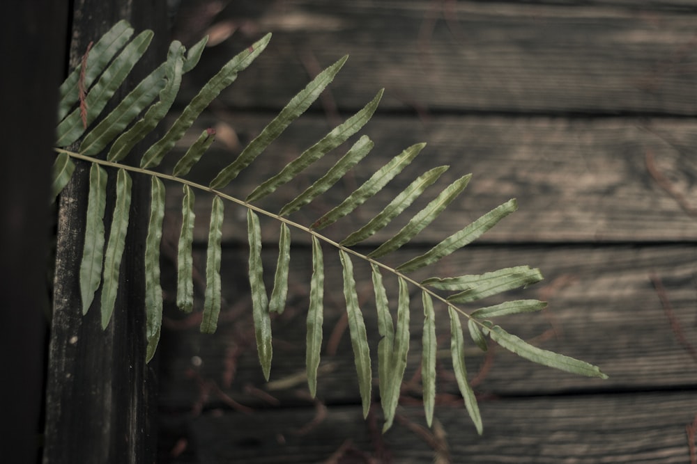 plante à feuilles vertes