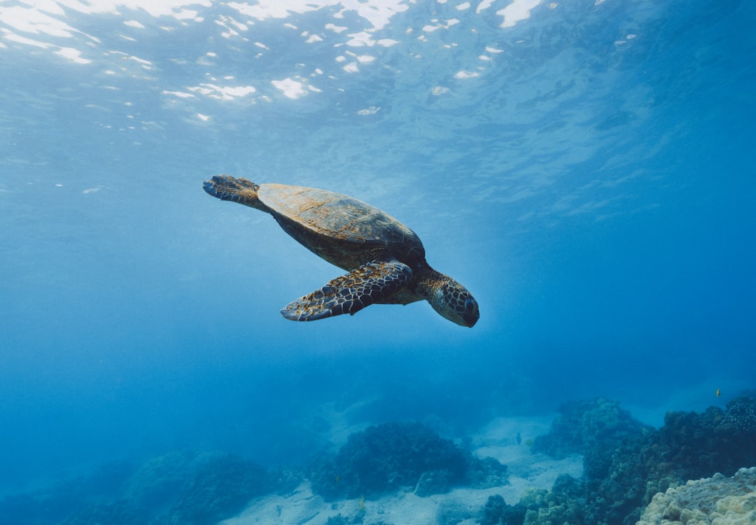 海で泳ぐウミガメ