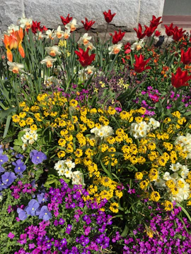 A colorful garden bed showcasing tulips, daffodils, and pansies in full bloom during spring.