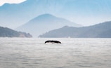 A serene seascape with a whale tail emerging from the water.