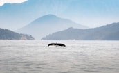 A scenic coastline with lush greenery and a whale tail visible in the water.