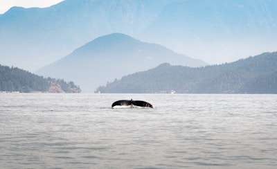 A serene ocean view with a whale tail emerging from the water at sunset.
