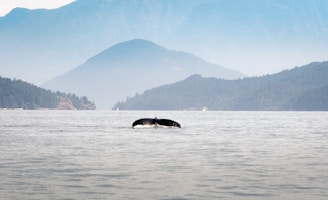 A serene coastal view with gentle waves and a distant whale breaching the surface.