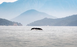 A scenic coastline with lush greenery and a whale tail visible in the water.